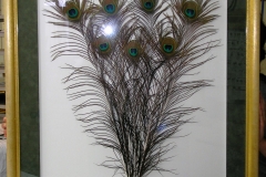 Peacock Feathers