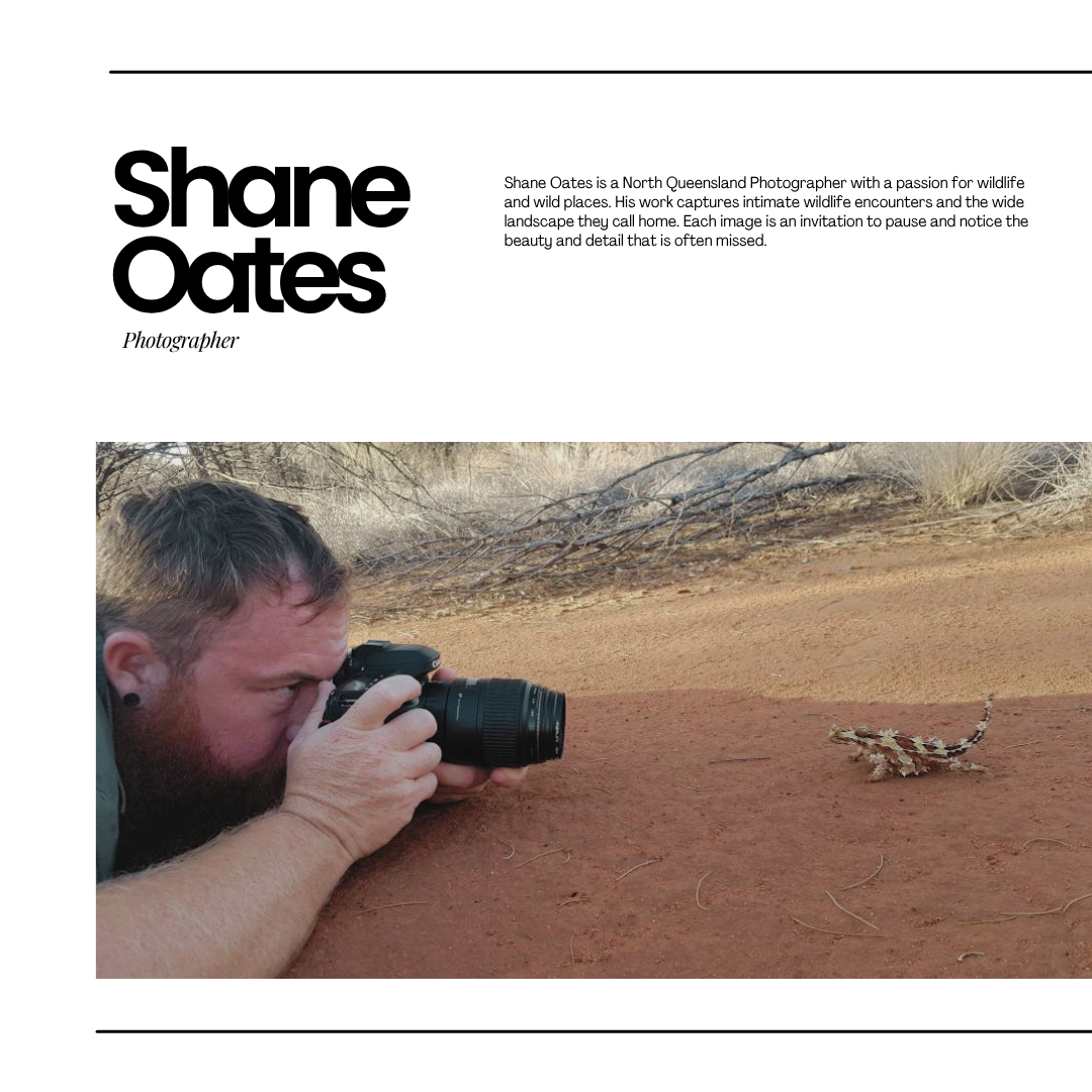 Red Belly Black Snake by Shane Oates