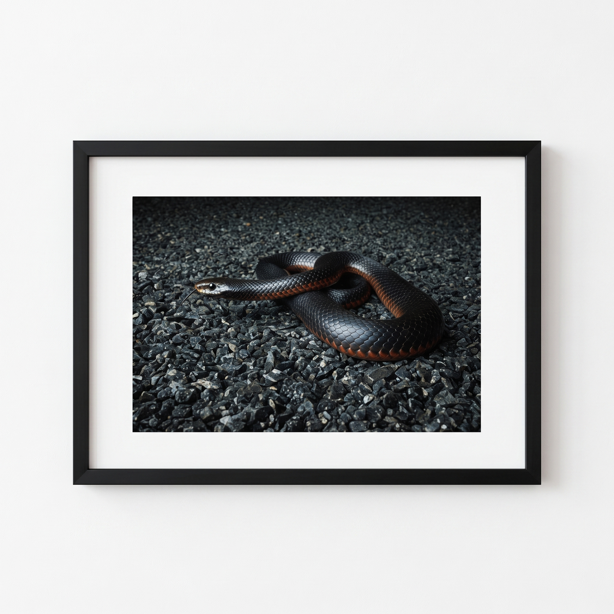 Framed Photograph of a Red Belly Black Snake