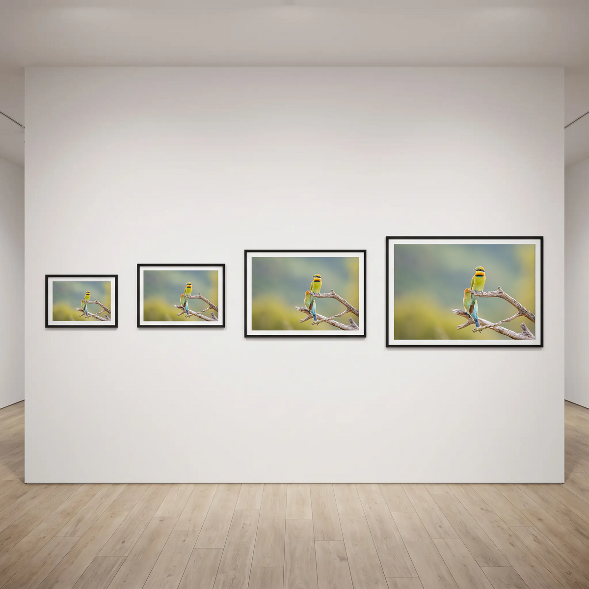 Bee Eaters by Shane Oates