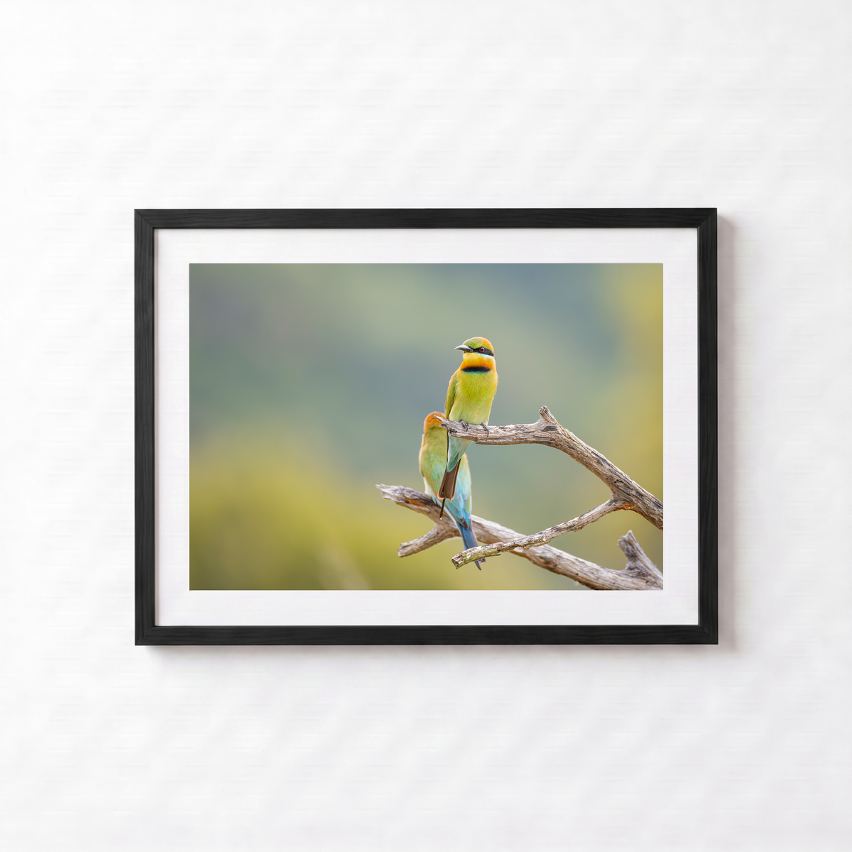 Bee Eaters by Shane Oates