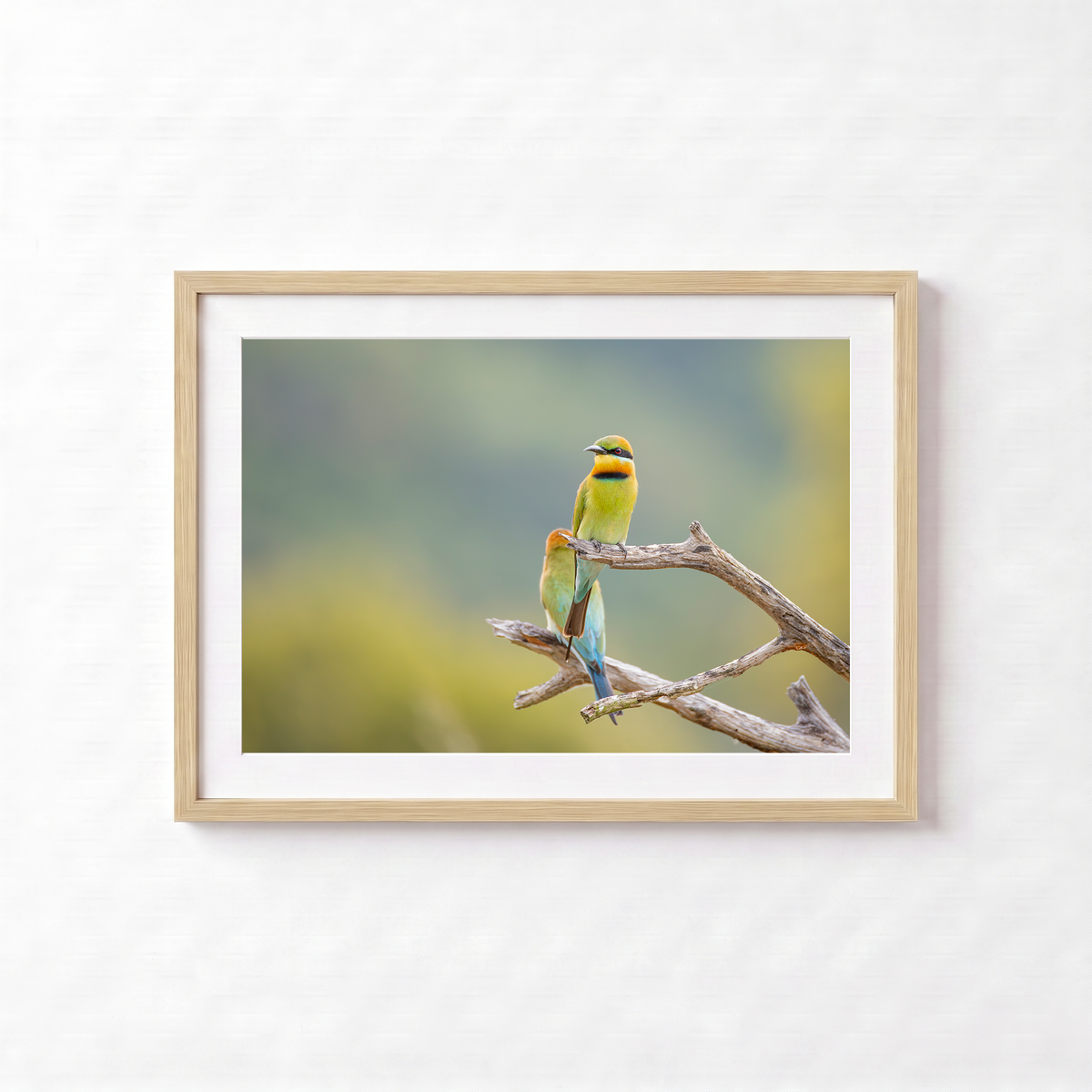 Bee Eaters by Shane Oates