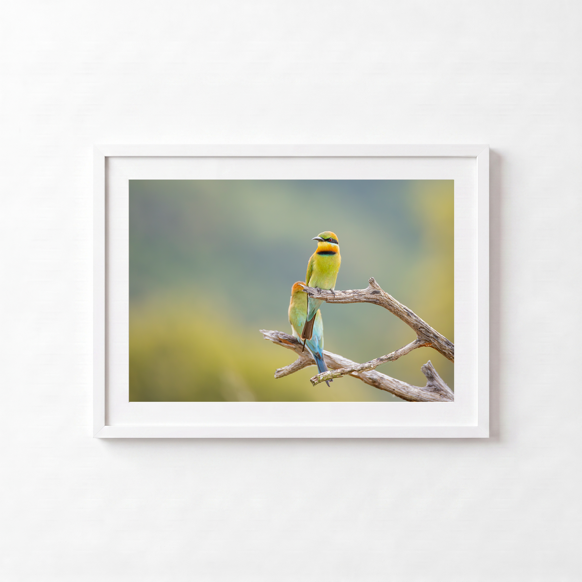 Bee Eaters by Shane Oates