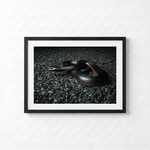 Red belly Black Snake by Shane Oates