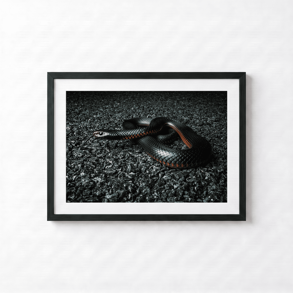 Red belly Black Snake by Shane Oates