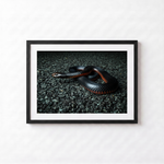 Red Belly Black Snake by Shane Oates