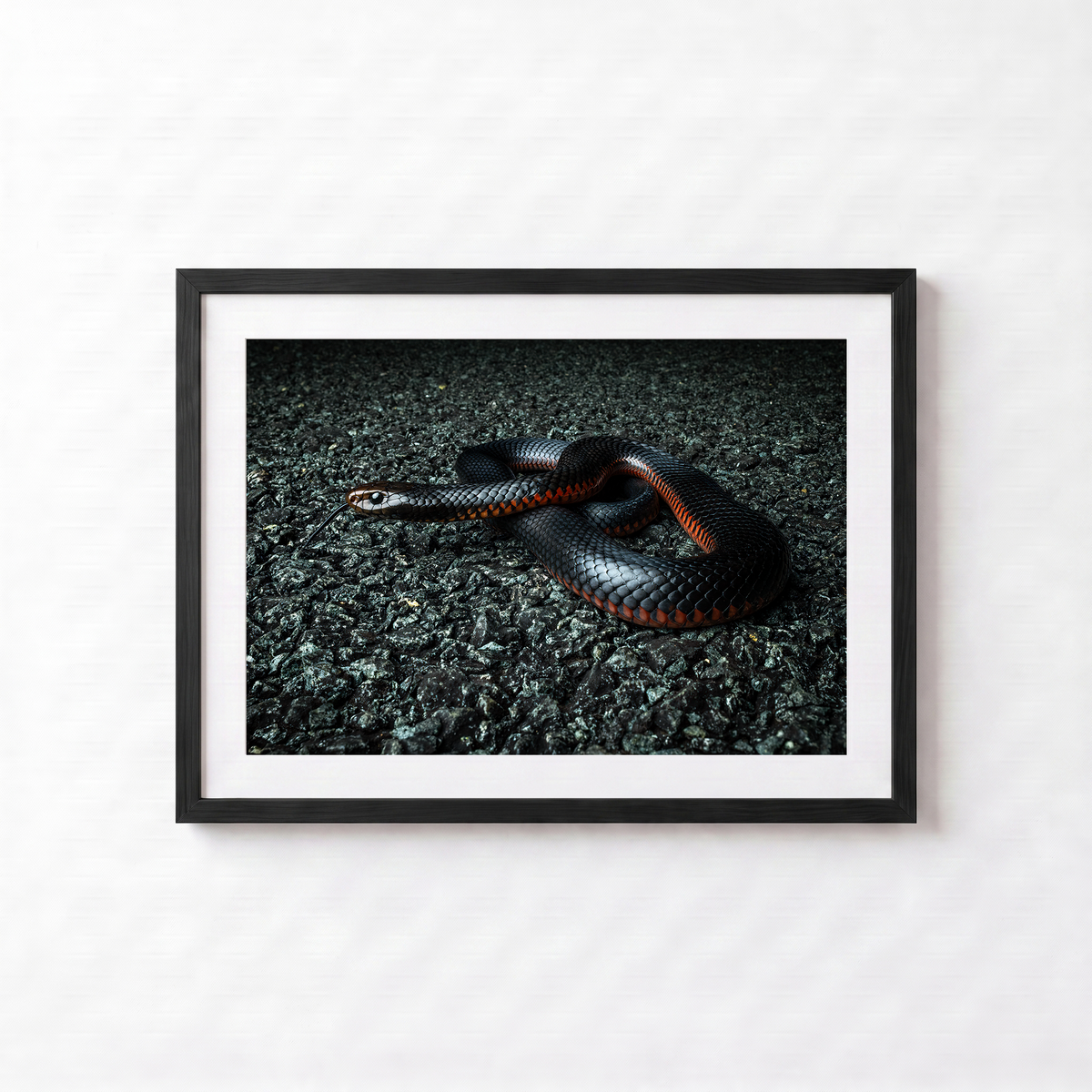 Red Belly Black Snake by Shane Oates