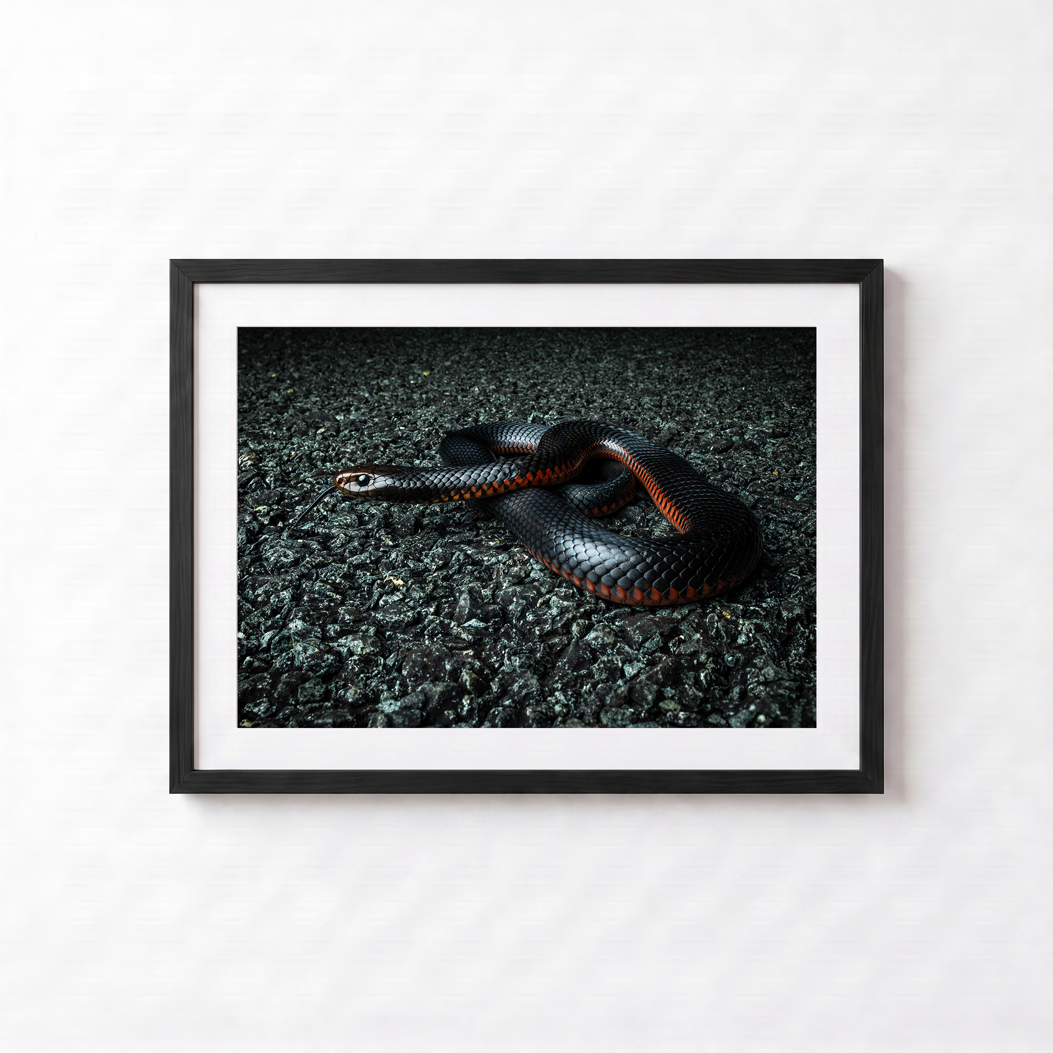 Red Belly Black Snake by Shane Oates