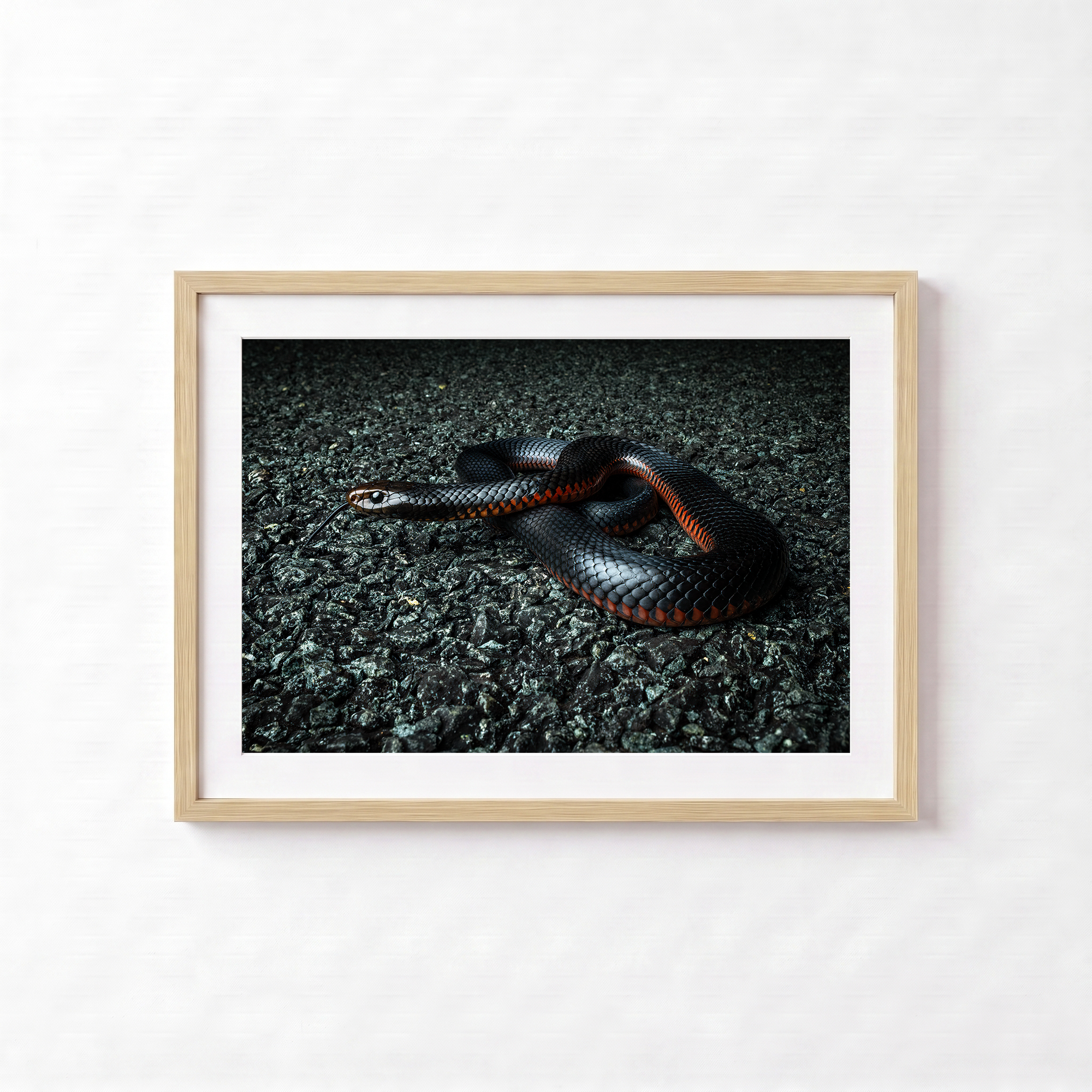 Red Belly Black Snake by Shane Oates