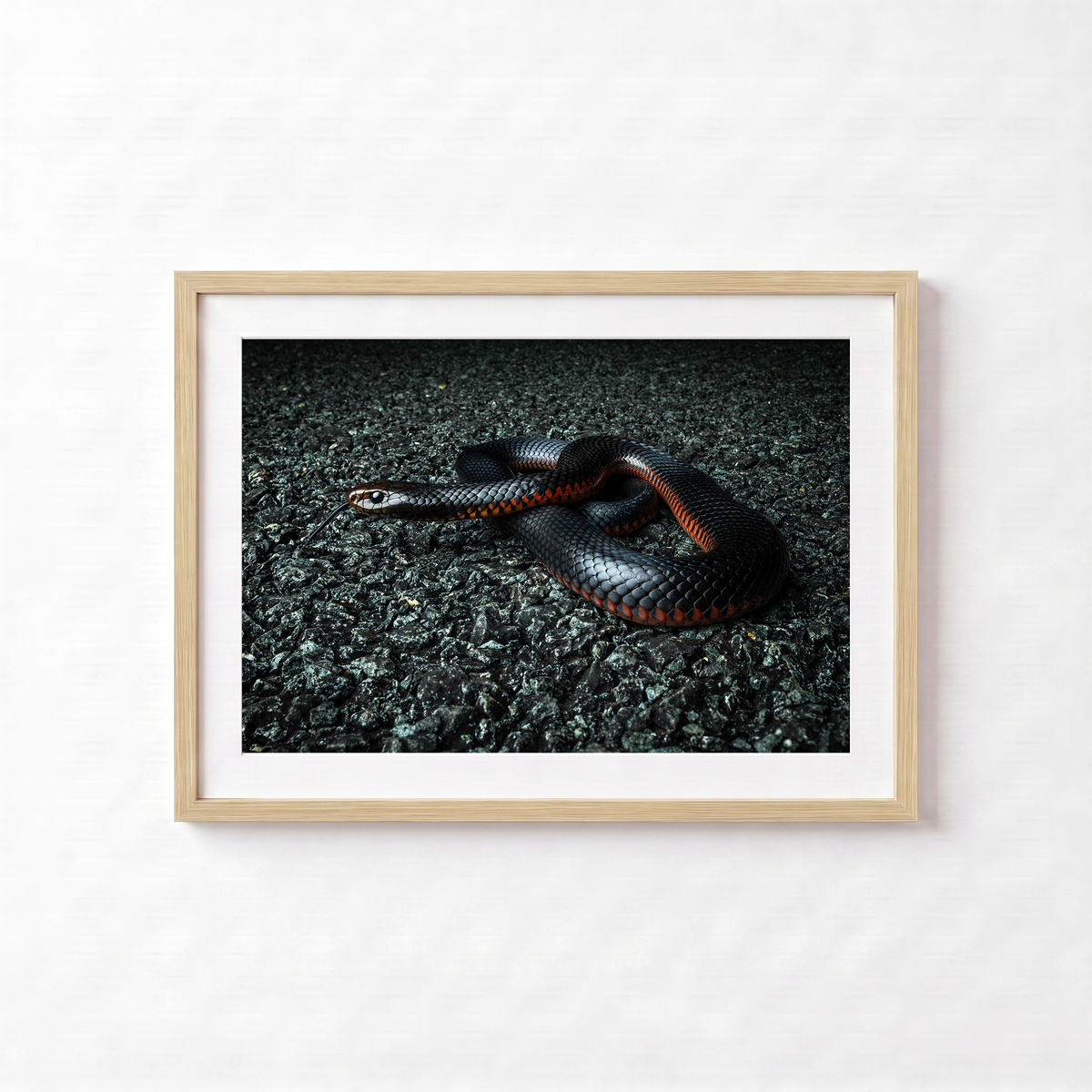 Red Belly Black Snake by Shane Oates