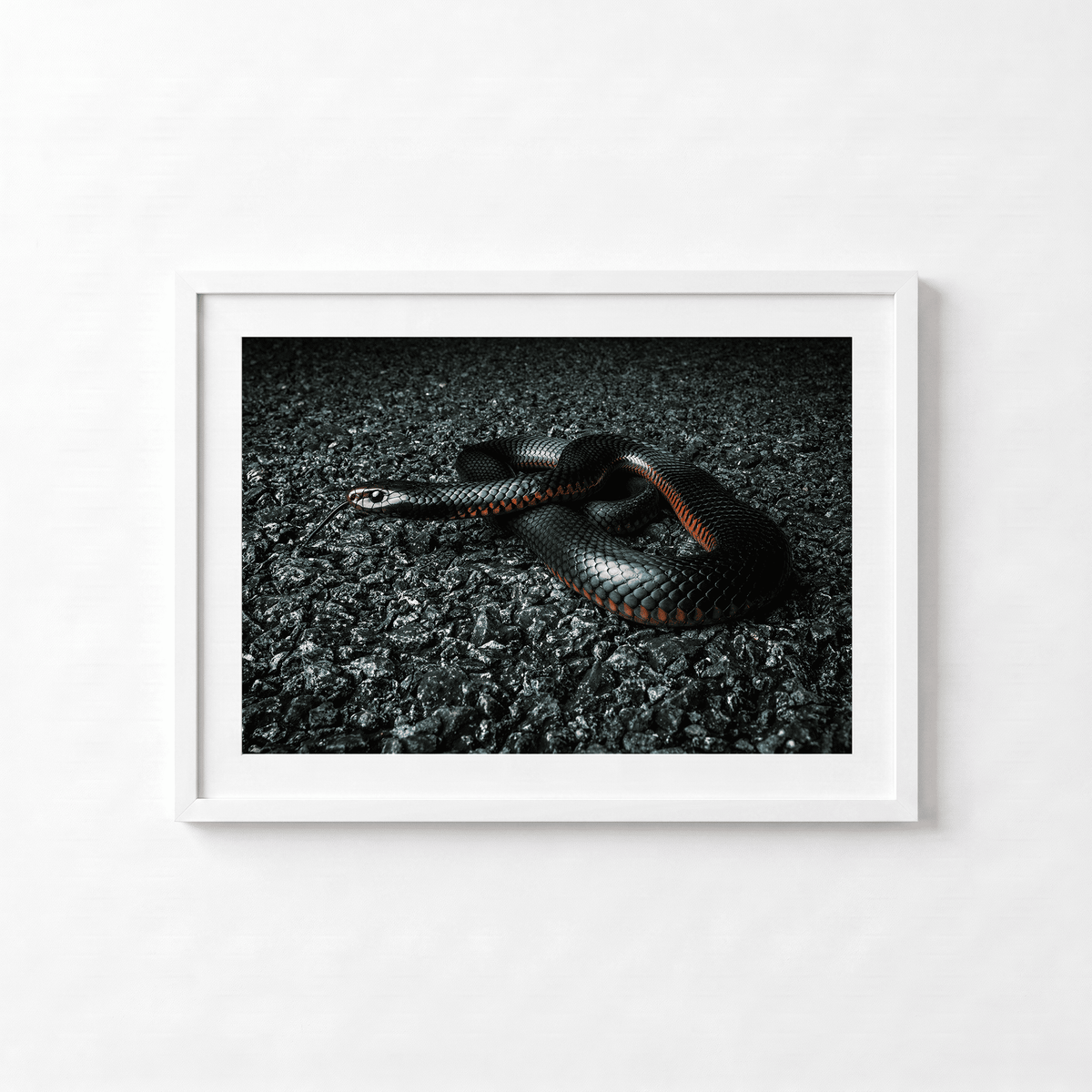 Red belly Black Snake by Shane Oates