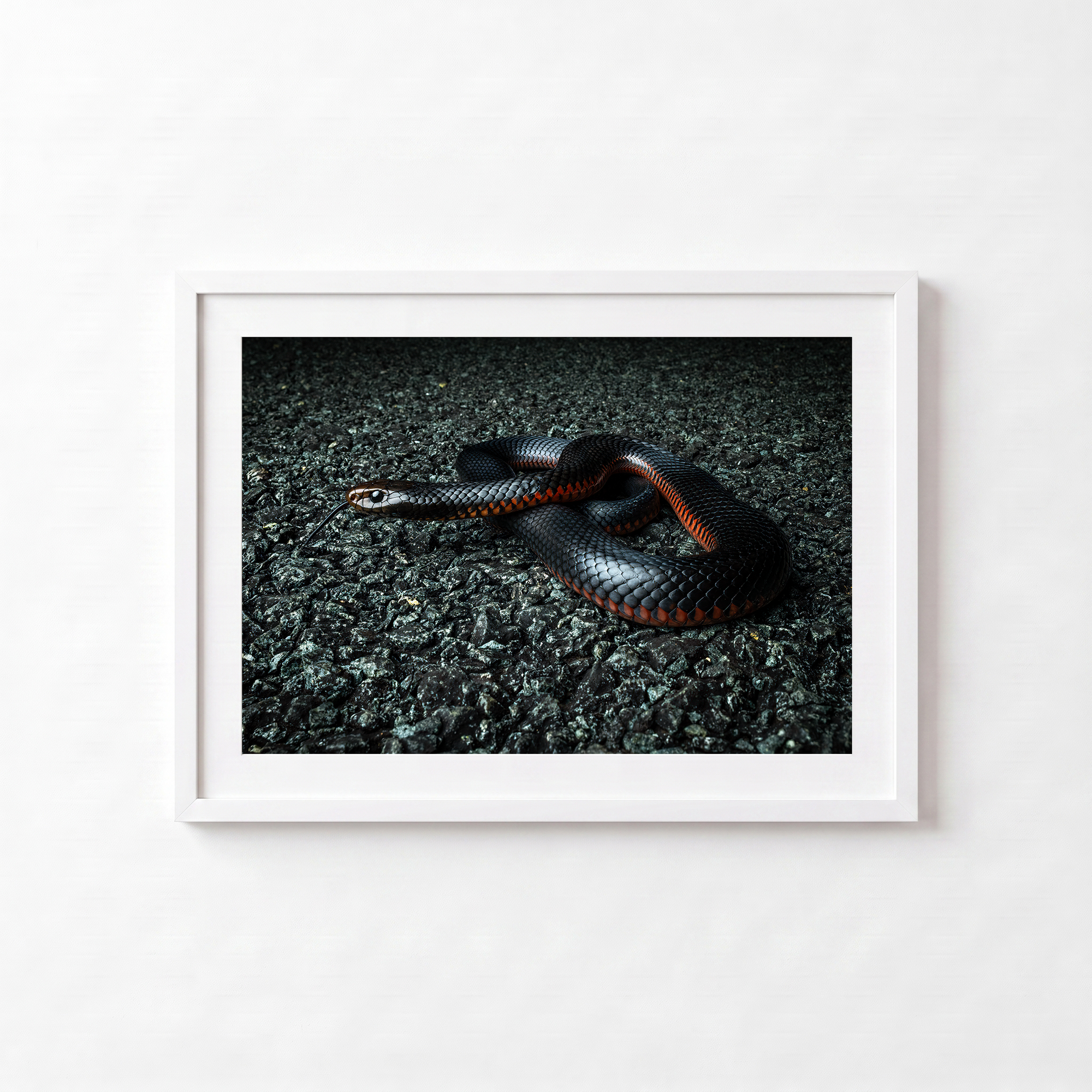 Red Belly Black Snake by Shane Oates