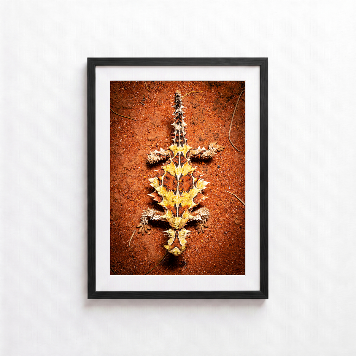 Thorny Lizard by Shane Oates