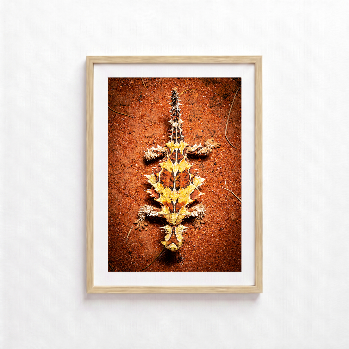 Thorny Lizard by Shane Oates