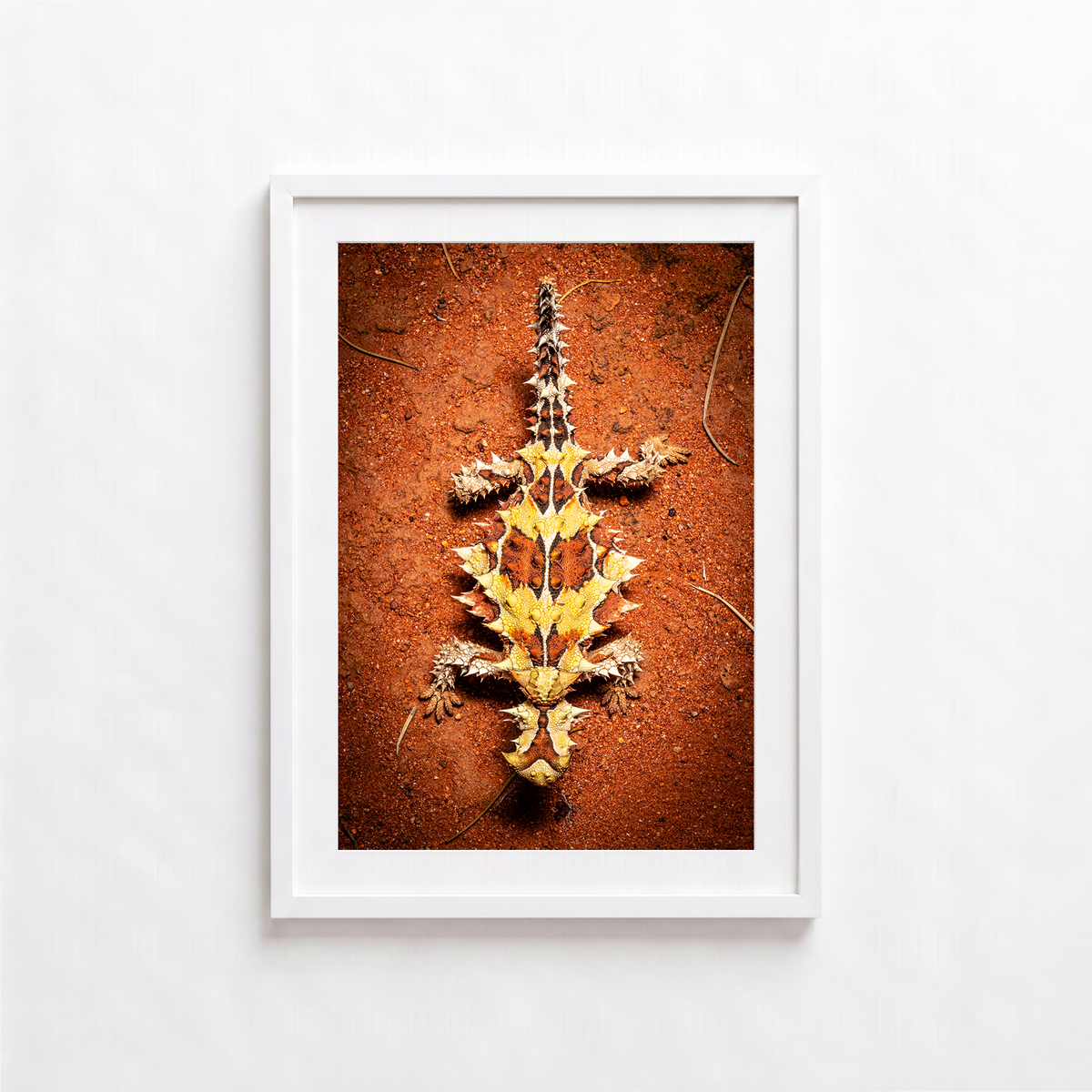 Thorny Lizard by Shane Oates